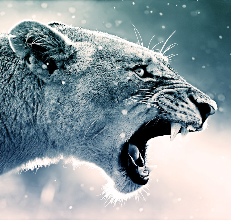 జంతువుల శబ్దాలు