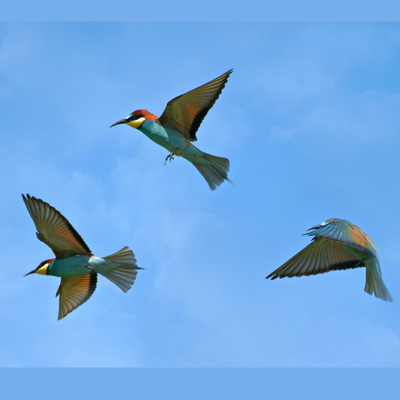 పక్షులు (# 1)