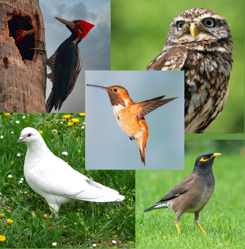 పక్షులు (# 2)