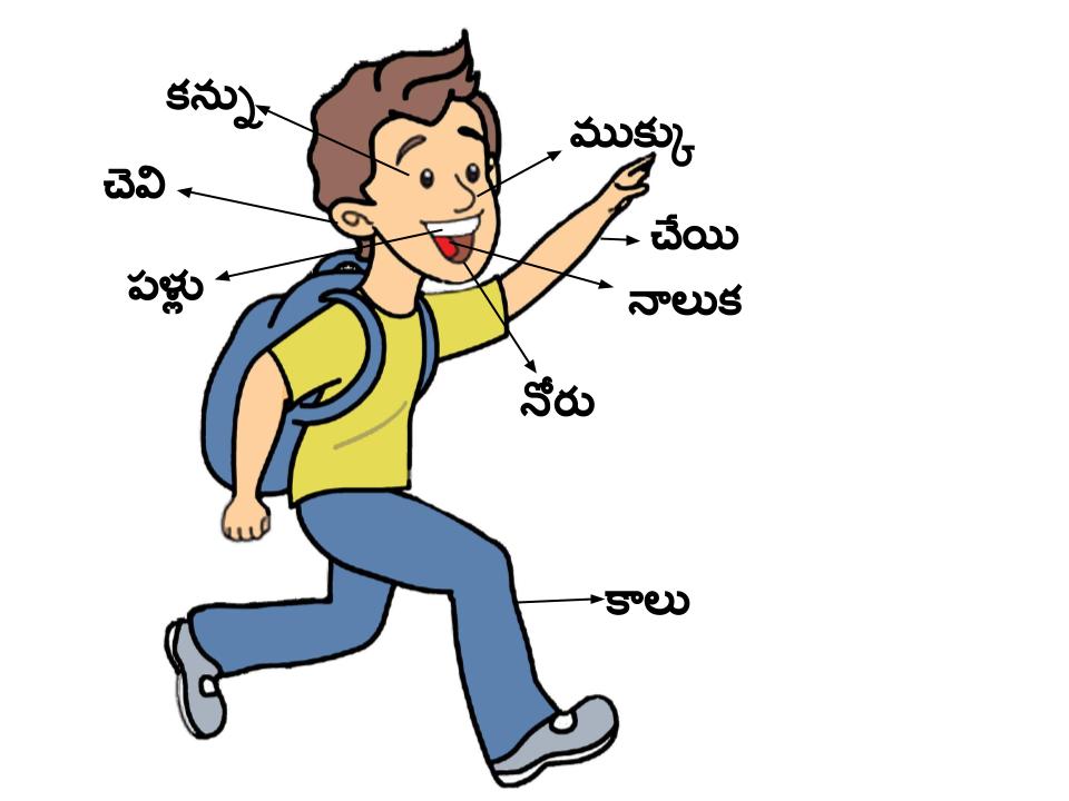 శరీర భాగాలు