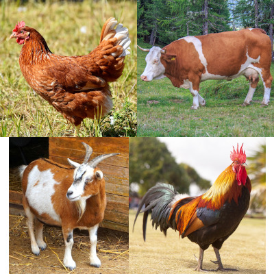 సాధు జంతువులు