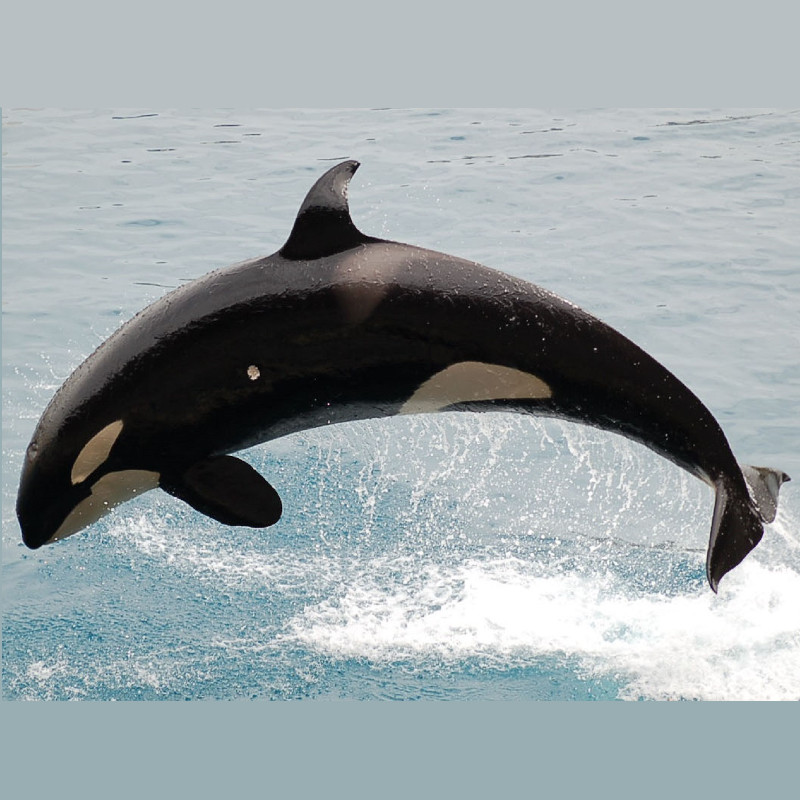 సముద్ర జీవనం